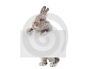 Brown bunny holding an advertising board for your lettering isolated on white background