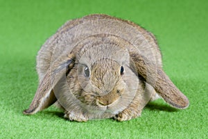 Brown bunny, isolated on green