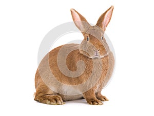 brown bunny is isolated on a white