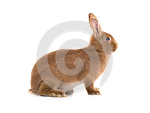 brown bunny is isolated on a white