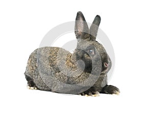Brown bunny isolated on white