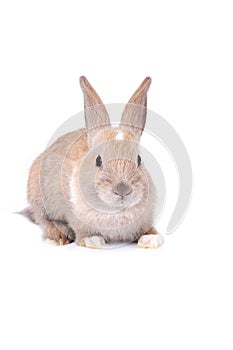 Brown bunny, isolated on white