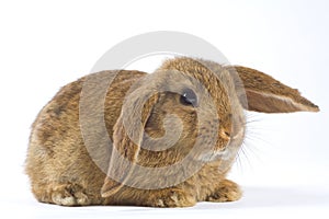 Brown bunny, isolated on white