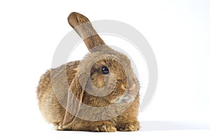 Brown bunny, isolated on white