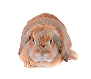 The Brown Bunny isolated on white background