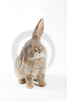 Brown bunny, isolated on white background