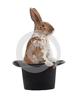 Brown bunny isolated on white background sitting in a hat