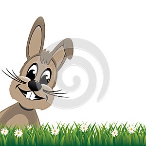 Brown bunny look side daisy meadow isolated