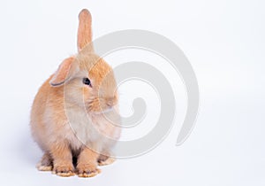Brown bunny rabbit with different acting was isolated on white background with copy space