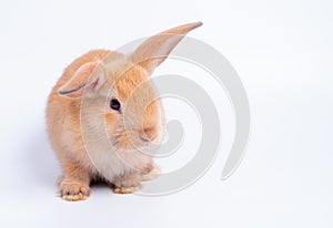 Brown bunny rabbit with different acting was isolated on white background with copy space