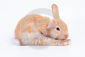 Brown bunny rabbit with different acting was isolated on white background with copy space