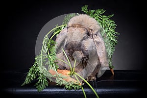 Brown bunny rabbit eating carrots and verdure