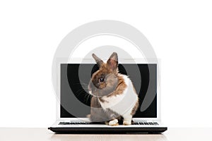 Brown bunny sitting on laptop