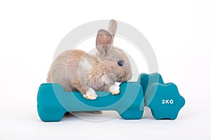 Brown bunny and a weight