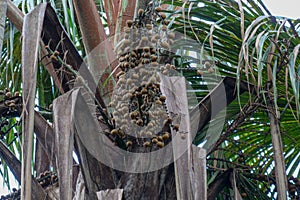 Brown Buriti fruit hanging from Mauritia flexuosa, known as the moriche palm, itÃ© palm, ita, buriti, muriti, miriti, canangucho, photo