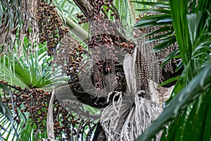 Brown Buriti fruit hanging from Mauritia flexuosa, known as the moriche palm, itÃ© palm, ita, buriti, muriti, miriti, canangucho, photo