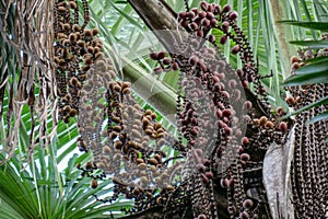 Brown Buriti fruit hanging from Mauritia flexuosa, known as the moriche palm, itÃ© palm, ita, buriti, muriti, miriti, canangucho, photo