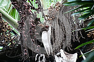 Brown Buriti fruit hanging from Mauritia flexuosa, known as the moriche palm, itÃ© palm, ita, buriti, muriti, miriti, canangucho, photo