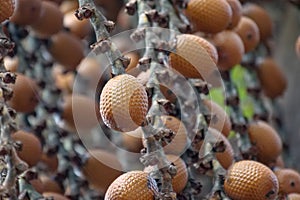 Brown Buriti fruit hanging from Mauritia flexuosa, known as the moriche palm, itÃ© palm, ita, buriti, muriti, miriti, canangucho, photo