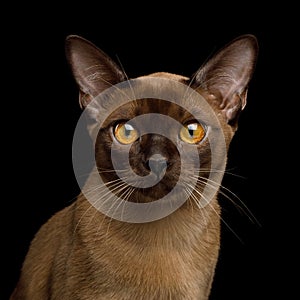 Brown burma cat isolated on black background