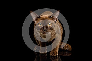 Brown burma cat isolated on black background