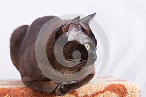 Brown Burmese Cat with Chocolate fur color and yellow eyes, Curious Looking, European Burmese Personality