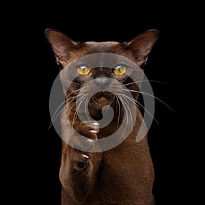 Brown burmese cat isolated on black background