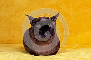 Brown Burmese cat sleeping on yellow background.