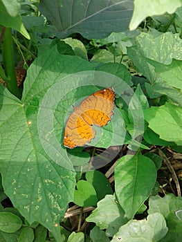 brown buterfly photo