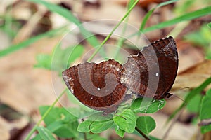 Brown butterflies are mating on green leaf
