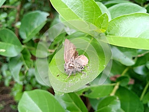 Brown butterflies preyed on by spiders on leaves