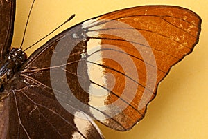 A brown butterfly