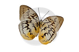 The Brown Butterfly 2