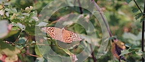 Brown Butterfly 21:9 Sitting on Oak Leafs