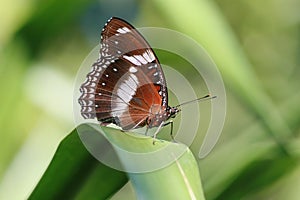 Brown Butterfly