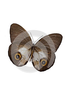 The Brown Butterfly 4