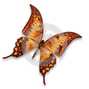 Brown Butterfly