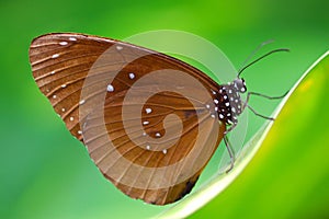 Brown Butterfly