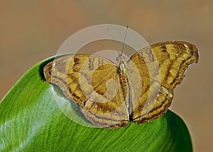 Brown Butterfly