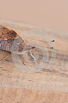 Brown butterfly antenna