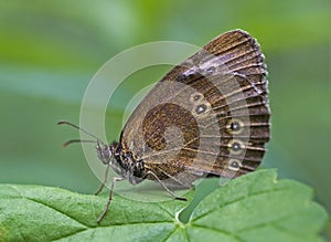 Brown butterfly - Aphantopus hyperantus