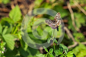 Brown butterfly - Araschnia levana
