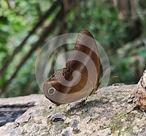 Brown butterfly on bark tree