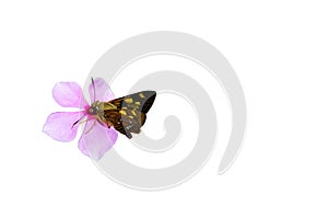Brown Butterfly on beautiful pink purple flower isolated on white background.