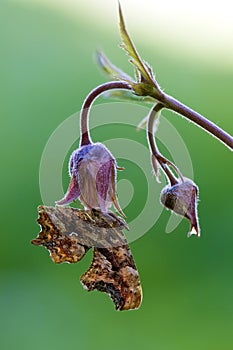 Brown butterfly with carved wings rests on a forest flower