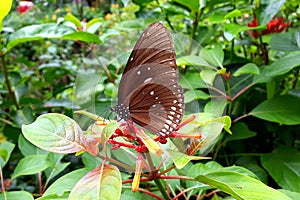 Brown butterfly in close up