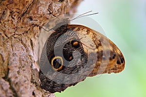 Brown butterfly close up on tree bark