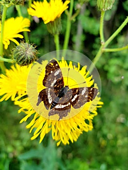 A brown butterfly on a dandelion collects pollen with its proboscis in close-up. Sunny day