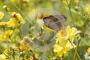A brown butterfly drinks nectar from a yellow cosmos flower