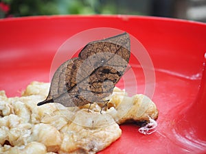 Brown butterfly feeding banana